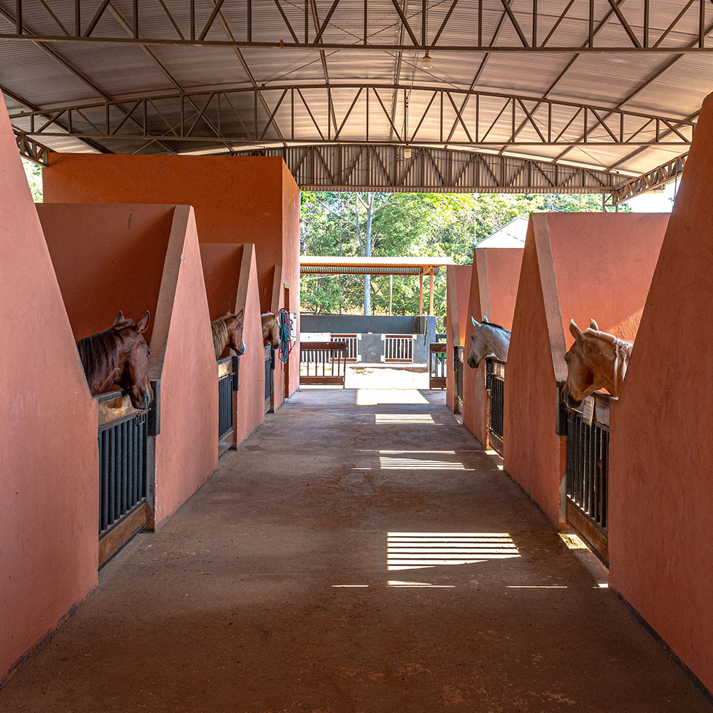 Atividade de campo na formação em Medicina Veterinária