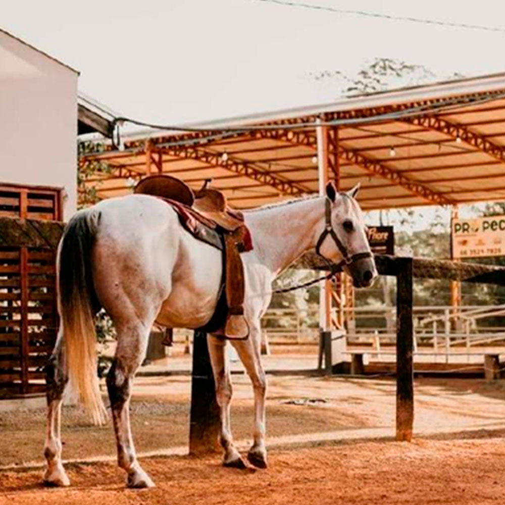 Aula prática de Medicina Veterinária em laboratório
